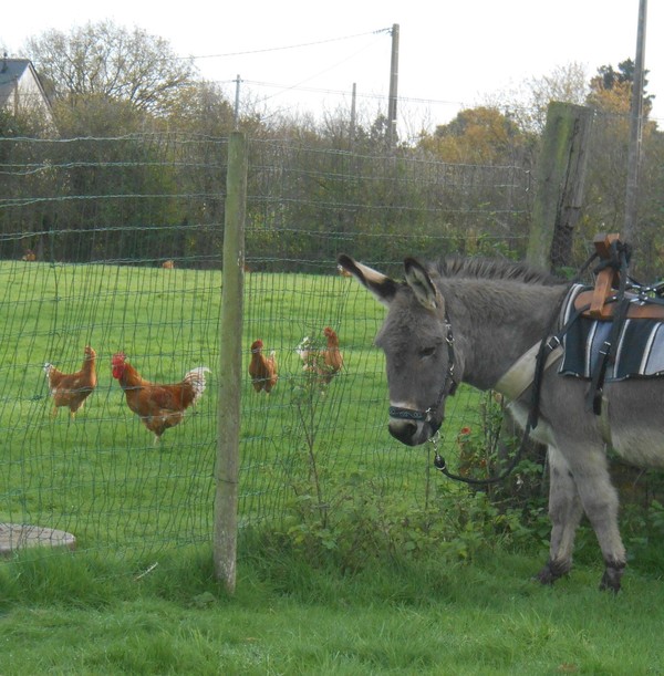 Le petit coq et l'âne