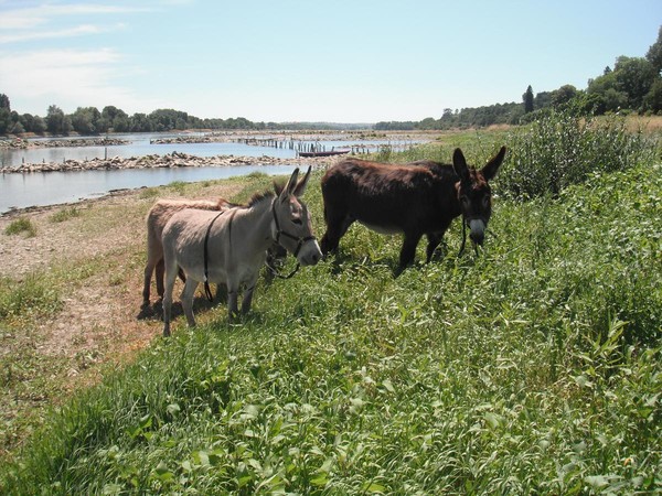 La Loire à La Pointe.