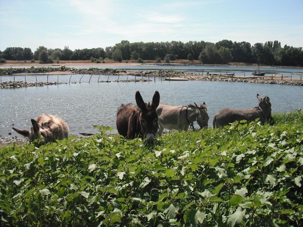 La Loire à la Pointe 2