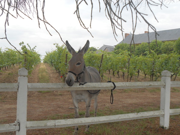 Légende de la taille de vigne